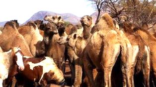Tres mil camellos acribillados desde el aire causan pol&eacute;mica en Australia