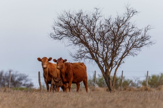 La Asociación Argentina de Angus donará los árboles para la primera plantación que surja de los primeros terneros Angus de este año.
