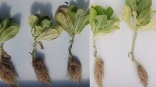 Hongos para mejorar rindes en cultivos intensivos y extensivos