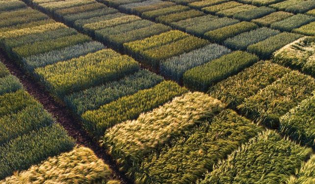 La plataforma Nodes permite realizar ensayos de campo virtuales