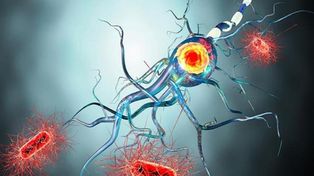 Identificaron el virus que sería el causante de la esclerosis múltiple