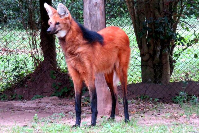 Se logró devolver a su hábitat natural a seis aguará guazú