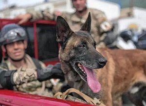 Bart, el perro argentino que fue clave para rescatar a dos menores de entre los escombros en Venezuela