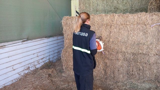 Santiago del Estero realizó la primera exportación de fardos de alfalfa a China