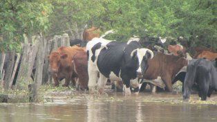 El Paraná tiene fuerte impacto en las amplias zonas de islas, que generalmente son muy usadas para el ganado. El traslado de hacienda ya se inició en la región.