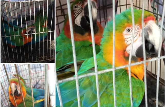 Loros guacamayos robados de La Granja La Esmeralda Loros guacamayos robados de La Granja La Esmeralda