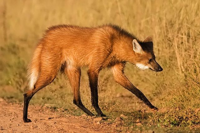 La caza como el principal problema de conservación del Aguará Guazú