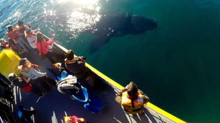 El arribo de ballenas a la península Valdés resulta un boom turístico en Madryn