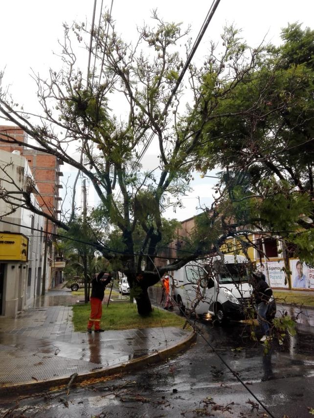 Por el temporal hubo árboles caídos, cables cortados y cinco familias asistidas