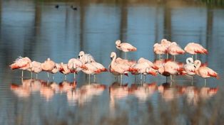 Los flamencos rosados son una de las 440 especies de aves que habitan en diferentes áreas naturales protegidas como la Laguna El Hinojo de Venado Tuerto.
