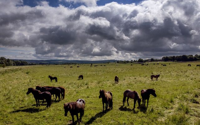 Las nubes se desplazan sobre un prado con caballos islandeses en Wehrheim