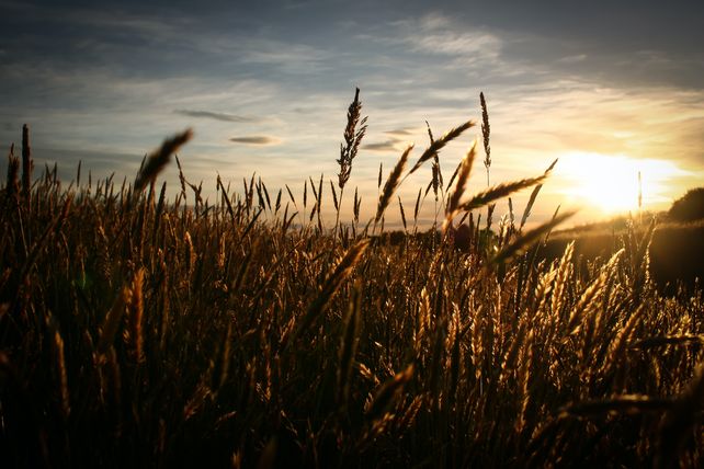 Campaña. El ciclo del trigo comenzó con pronósticos positivos aunque