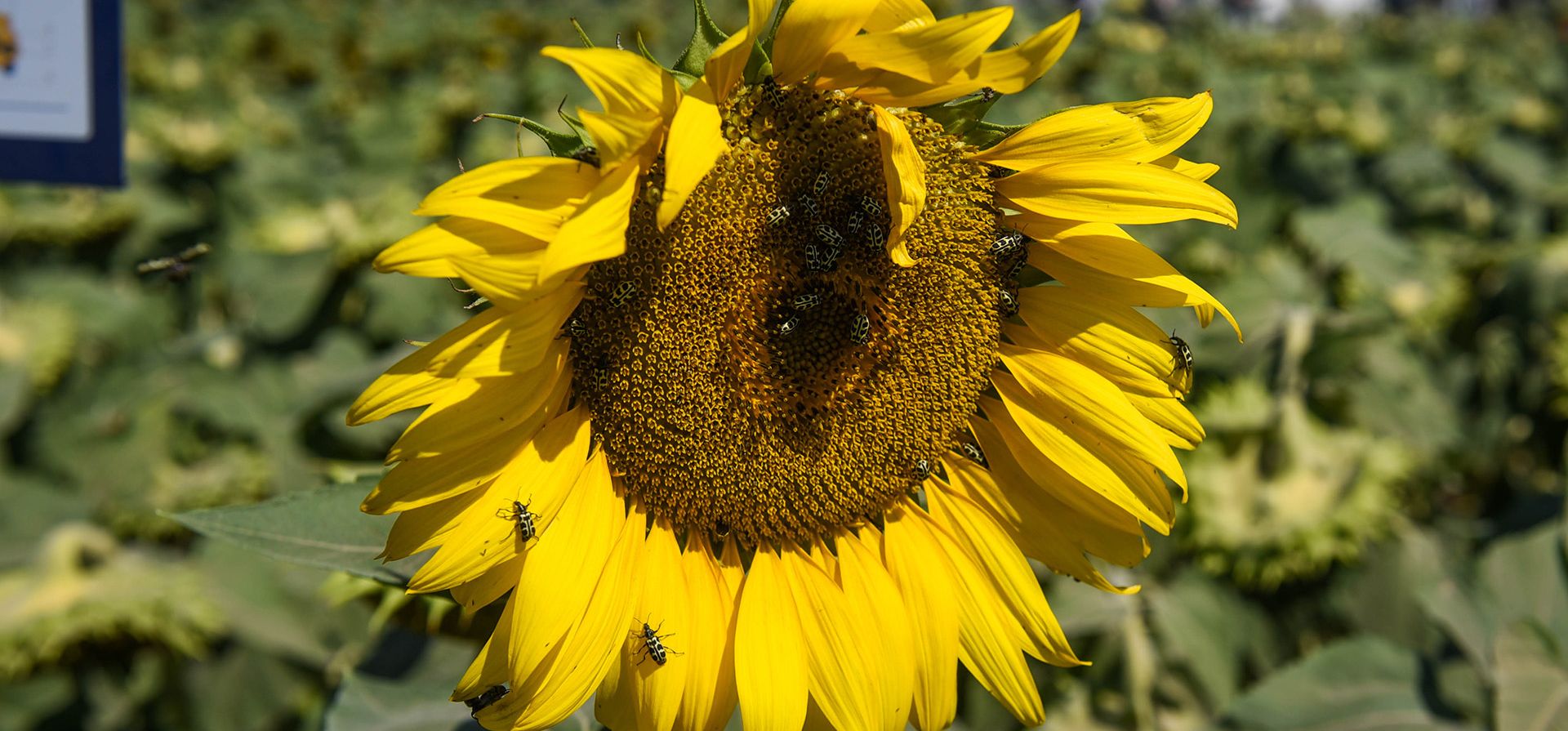 La genética de semilla y la oferta de fitosanitarios, en vivo.