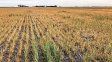 Pese al arribo de El Niño, las lluvias no llegan: la sequía puso en jaque las campañas del trigo y el maíz