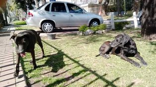 Los dos perros negros que atacaron a uno de 14 años y lo dejaron malherido.
