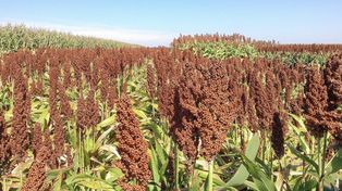 Tras el boom de la soja, los productores diversifican cultivos
