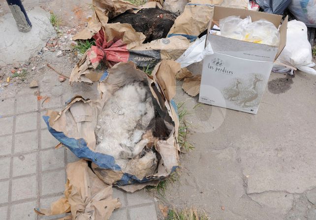 Denuncian el envenenamiento de 30 gatos en la Casa Cingolani de barrio Candioti