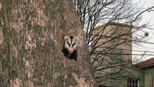 Especie. El pequeño animalito se ubicó en el hueco del árbol
