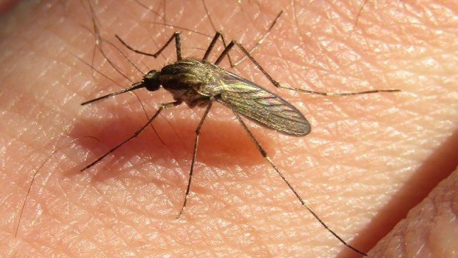 Salud aclaró que la especie circulante en la provincia no transmite dengue.&nbsp;