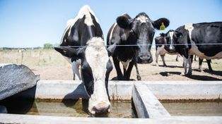 La disposición de agua a voluntad, los sistemas de enfriado, los establos con sombra y la ventilación ayudan a atenuar los efectos negativos del calor