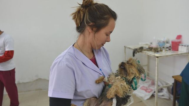 El quirófano móvil del área de Salud y Bienestar Animal de la Municipalidad de Paraná estará en varios barrios