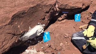 Hallan restos fósiles de un dinosaurio herbívoro de 100 millones de años en Neuquén