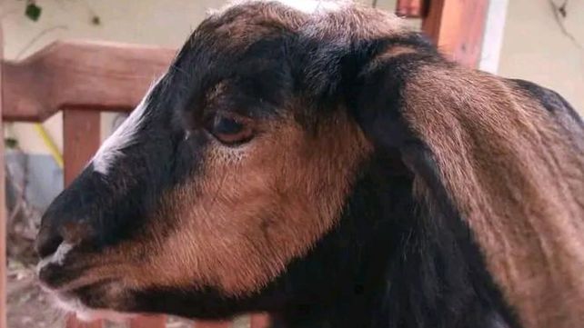 Vilma, la cabra argentina que es tendencia por sus videos en Tik Tok