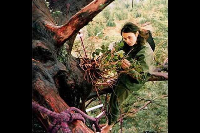 La mujer que subió a un árbol para evitar su tala y no bajó en dos años