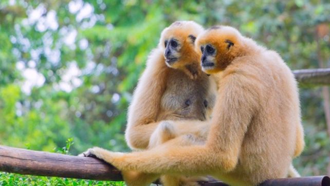 A la par. Los animales raramente buscan otra pareja.