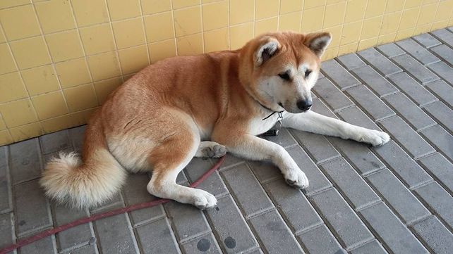 Una perra se niega a abandonar el hospital en el que está su dueña