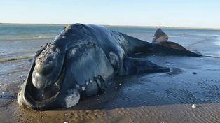 Murió una ballena franca austral que agonizó por días encallada en Río Negro