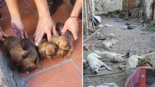 Rescataron 11 perros y un conejo hacinados en cautiverio que tendrían destino de comercialización. El maltrato animal ocurrió en Concordia