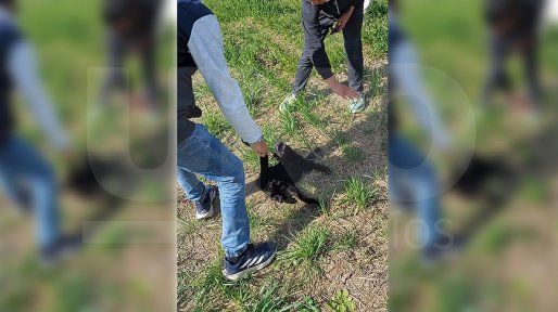 General Ramírez: denuncian a tres adolescentes por torturar y matar a un gatito y viralizar los videos en redes