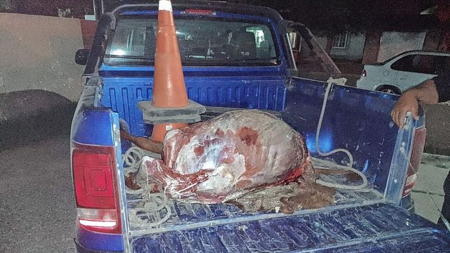 Detuvieron a dos cuatreros que robaron y cuerearon a una ternera en Monte Vera Detuvieron a dos cuatreros que robaron y cuerearon a una ternera en Monte Vera