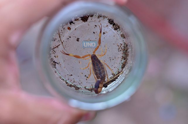 Alertarán sobre alacranes, dengue, zika y fiebre chikungunya