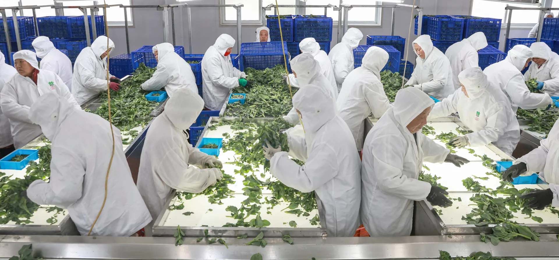 Trabajadores seleccionando hortalizas para la exportación en una fábrica de alimentos, Nantong, China. Fotografía: AFP/Getty Images Trabajadores seleccionando hortalizas para la exportación en una fábrica de alimentos, Nantong, China. Fotografía: AFP/Getty Images