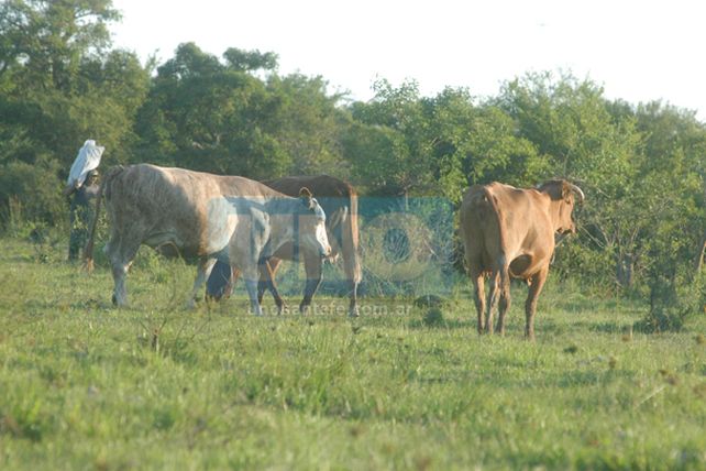 Cayeron casi un 30 por ciento las exportaciones de carne