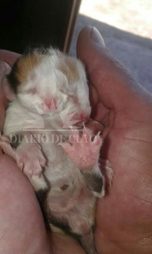 El inusual caso sucedió en Las Casuarinas. (Foto: gentileza Diario de Cuyo)