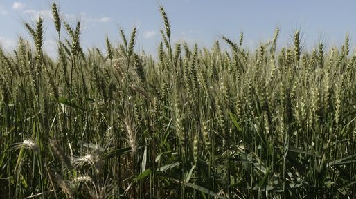 Cosecha récord de trigo: el análisis de calidad como clave de manejo