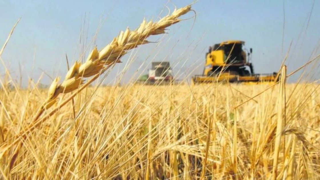 Trigo: la región centro, protagonista principal de la campaña 2025/26 Trigo: la región centro, protagonista principal de la campaña 2025/26
