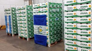 A mediados del 2024, Guatemala informó los requisitos para el ingreso de fruta fresca cítrica argentina, lo que permitió este primer envío de naranjas.