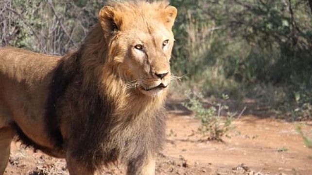 La reacción de dos leones que fueron trasladados de Santiago del Estero a  Sudáfrica