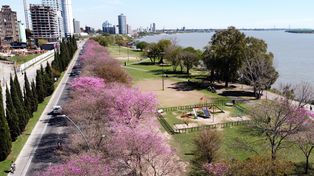 Censo. Lapachos en la costanera rosarina, una muestra del arbolado de la ciudad.