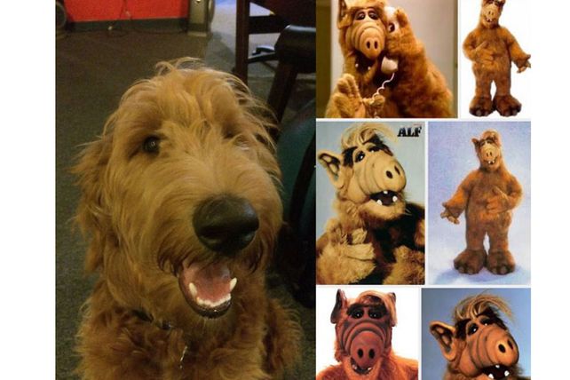 Personas, animales y objetos que son similares entre sí