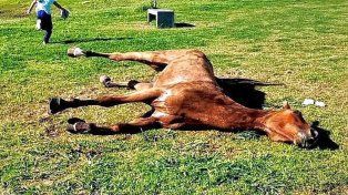 Concepción del Uruguay: le practicaron la eutanasia a caballo desvanecido en un parque