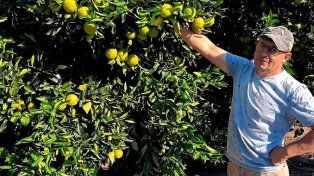 Citricultura: afirman que vender una naranja cuesta más de lo que pagan