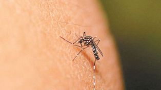 Zika: señalan los riesgos de viajar a zonas de circulación viral activa