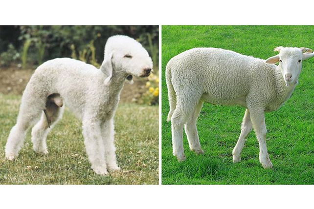 Personas, animales y objetos que son similares entre sí