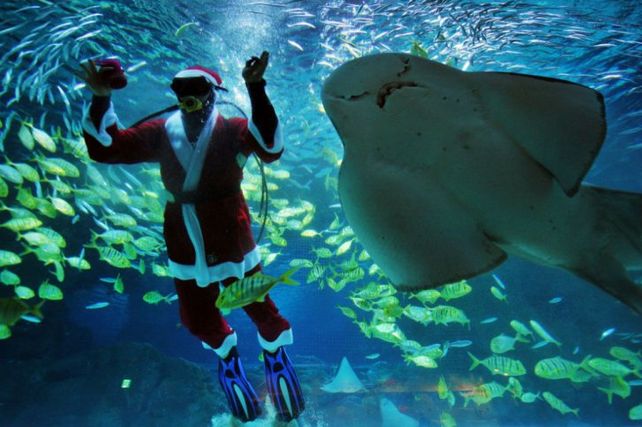 Un buzo vestido de Papá Noel nada dentro de una de las piscinas del Coex Aquarium en Seúl. (Foto: AFP)
