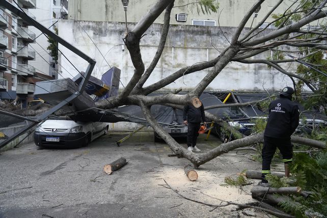 Cayó un enorme jacarandá sobre un garaje y aplastó cuatro autos